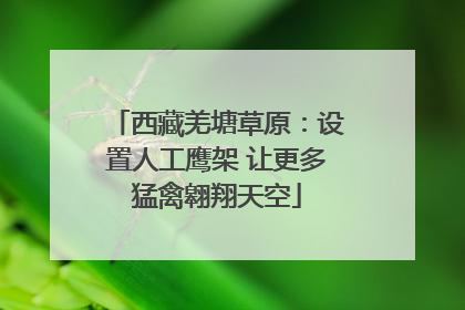 西藏羌塘草原：设置人工鹰架 让更多猛禽翱翔天空